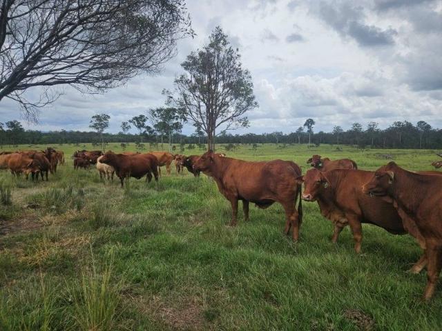 Cottage for sale in Bauple Forest, Queensland