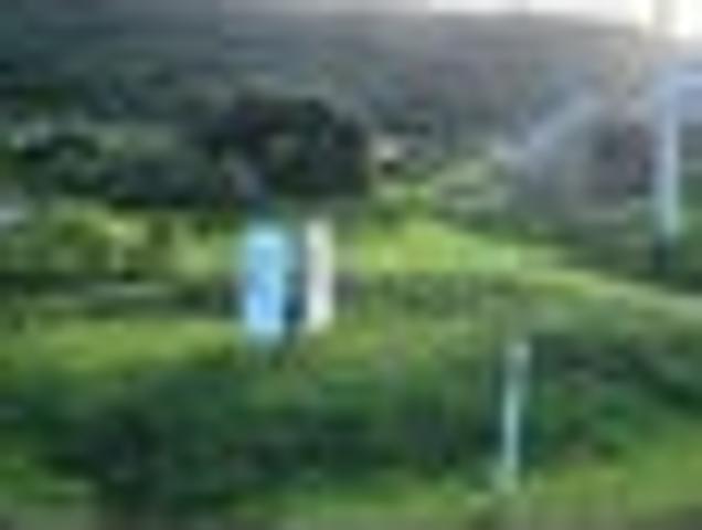 Land for sale in Northland