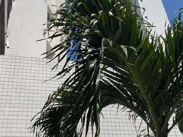 Cobertura aluguel em Região Geográfica Imediata do Recife, Região Metropolitana do Recife