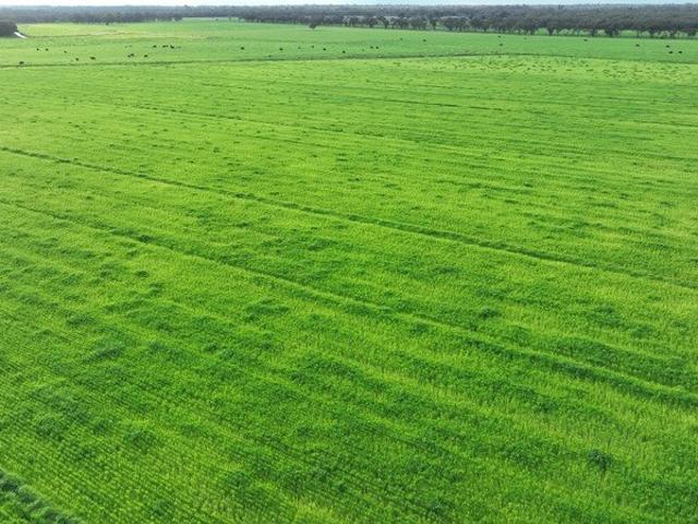Cottage for sale in Barham, New South Wales