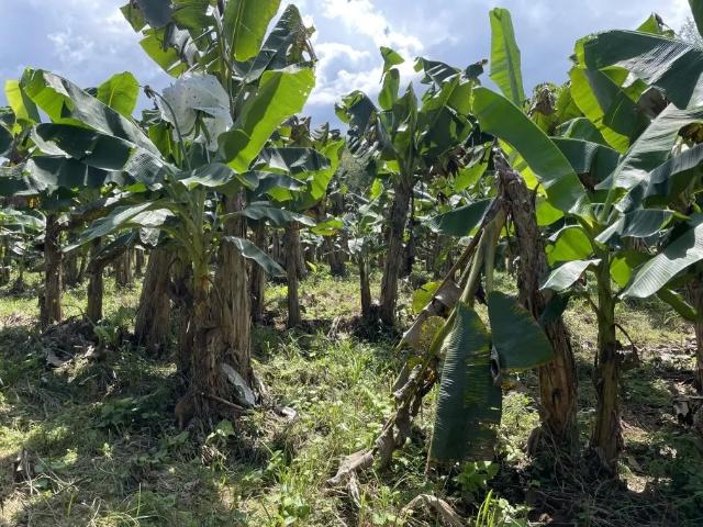 Terreno venta en Cuango, Colón
