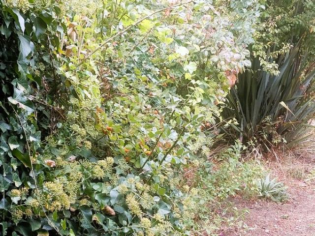 Coelemu, Manuel Antonio Matta