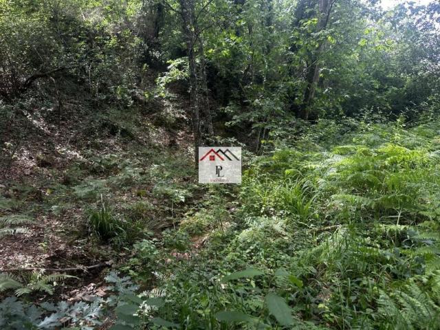 Terreno venda em Arganil, Pomares
