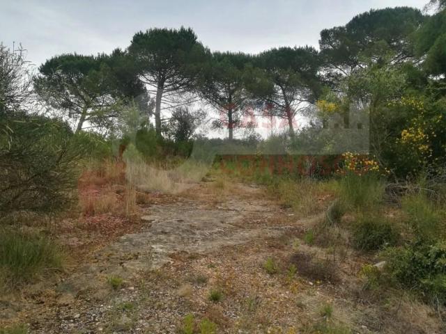 Terreno venda em Coimbrã, Coimbra