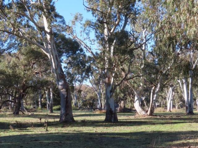 Land for rent in Coles, South Australia