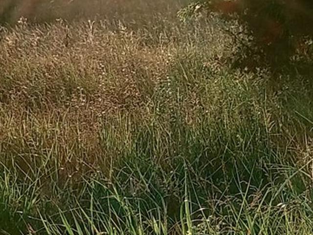 Land for sale in Tennessee