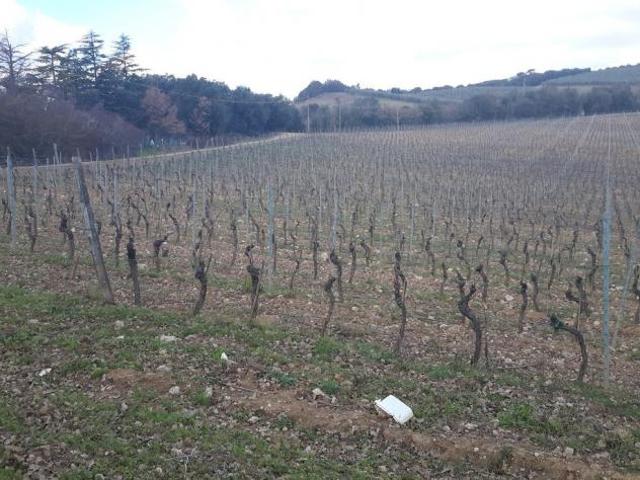 Villa Indipendente in vendita a Murlo, Toscana