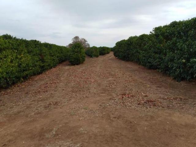 Sítio e chácara venda em Região Imediata de Ribeirão Preto, Região Metropolitana de Ribeirão Preto