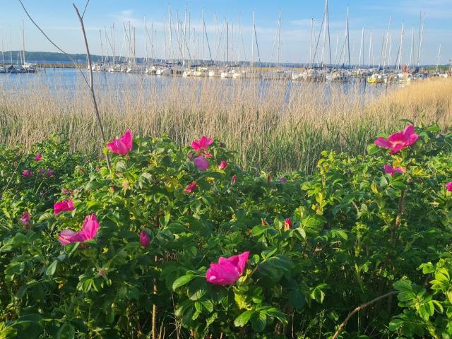 Apartment mieten in Fruerlund, Flensburg