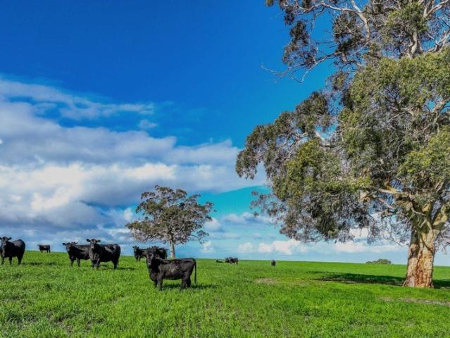 Cottage for sale in Gemmells, South Australia