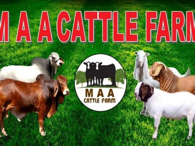 Land for sale in North Waziristan, Federally Administered Tribal Areas fata