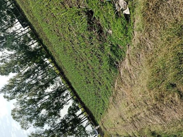 Land for sale in Hariana