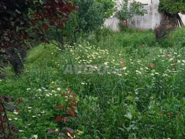 Maison vente à Oued Amlil