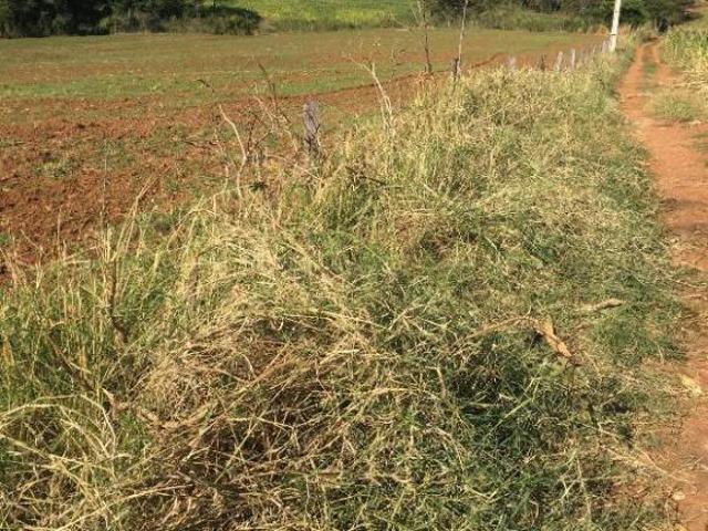 Sítio e chácara venda em Região Geográfica Imediata de Marechal Cândido Rondon, Marechal Cândido Rondon