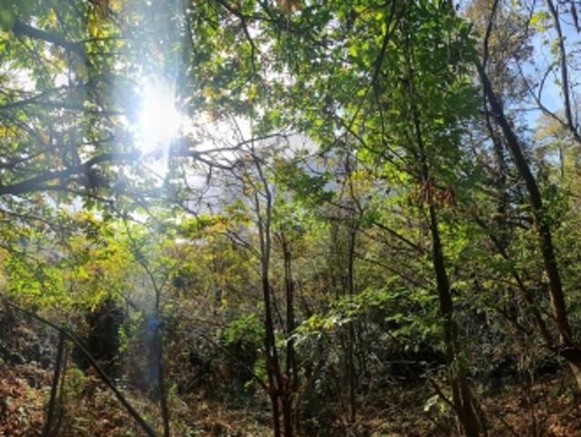 Grundstück kaufen in Orselina, Tessin