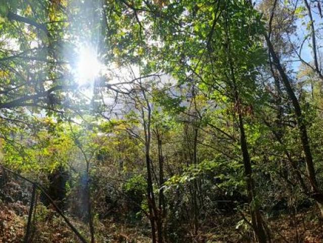 Immobilie kaufen in Orselina, Tessin