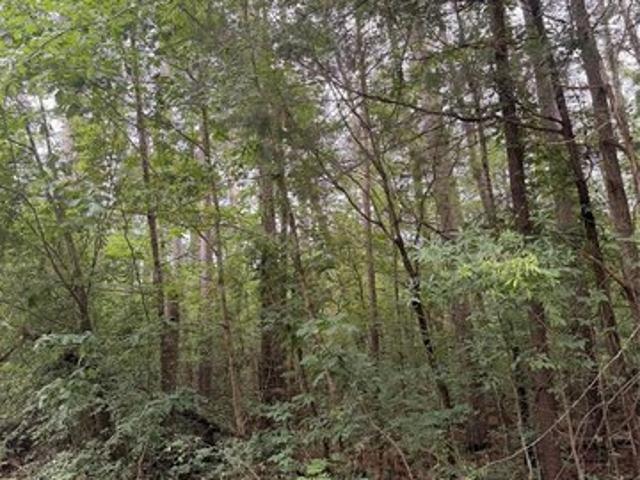Land for sale in New London, North Carolina