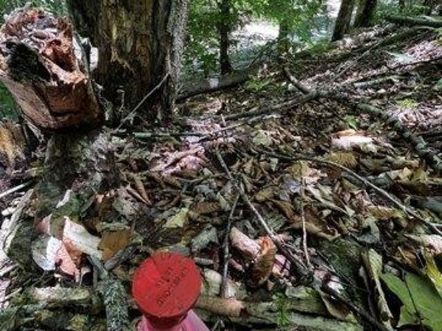 Land for sale in Concord, Vermont