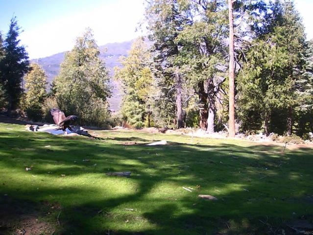 Land for sale in Palomar Mountain, California