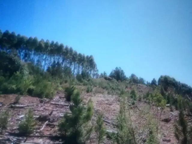 Escritorio venda em Região Geográfica Imediata de Pouso Alegre, Camanducaia