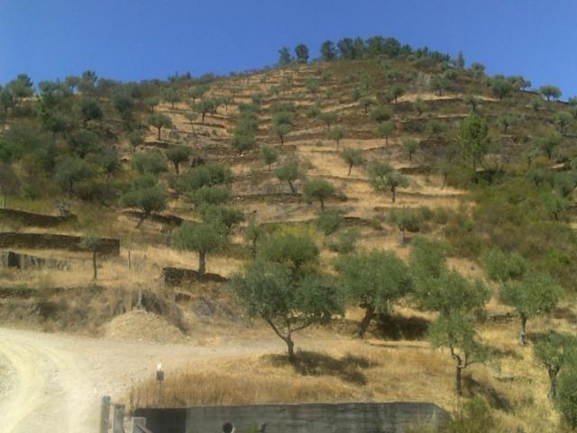 Terreno alugar em Castelo Branco, Amarelos