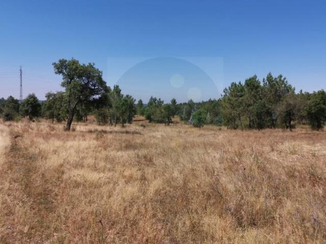 Terreno venda em Constância, Santarém