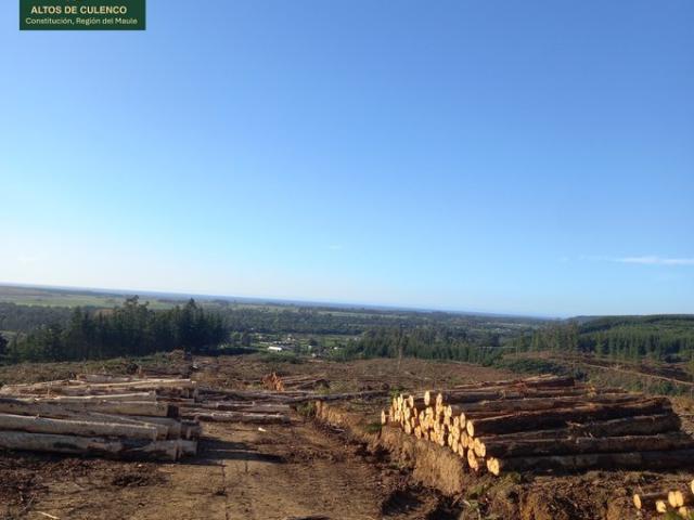 Constitución, Altos de Culenco