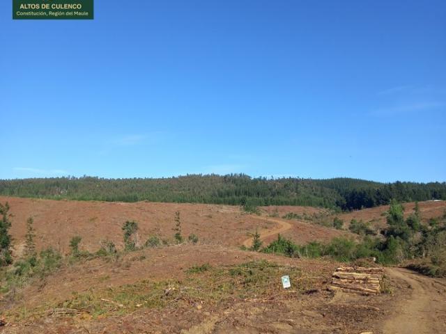 Constitución, Altos de Culenco
