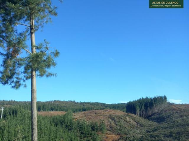 Constitución, Altos de Culenco