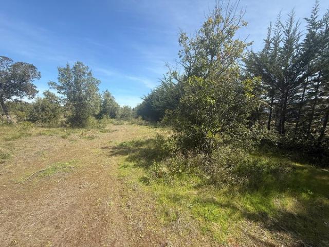 Constitución, Fundó el Dollimo