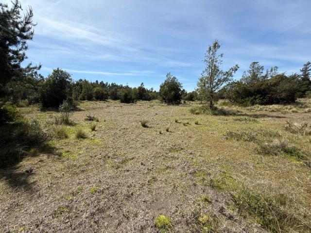 Constitución, Fundó el Dollimo