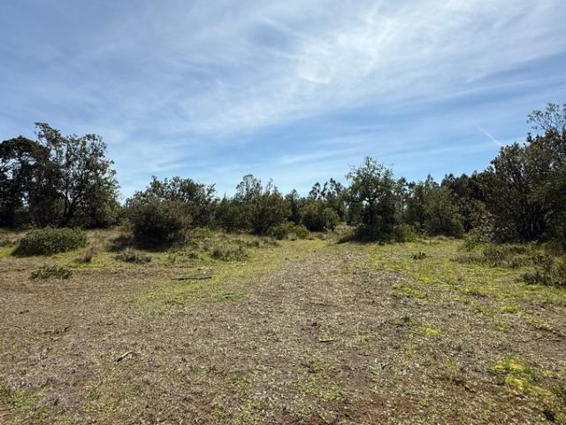 Constitución, Fundó el Dollimo