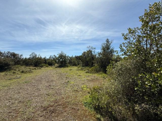 Constitución, Fundó el Dollimo