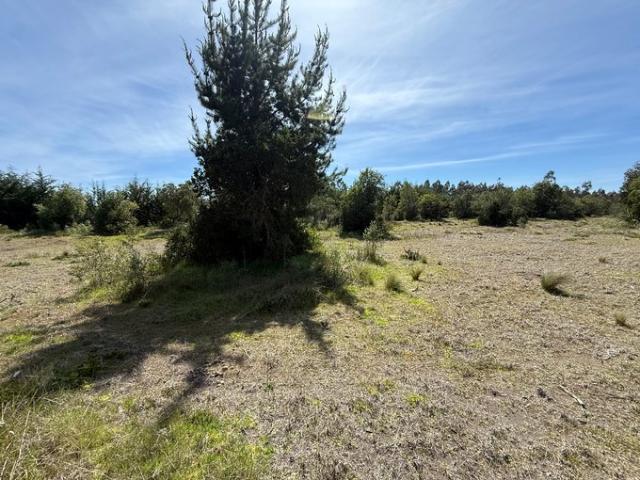 Constitución, Fundó el Dollimo