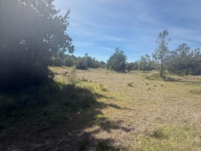 Constitución, Fundó el Dollimo