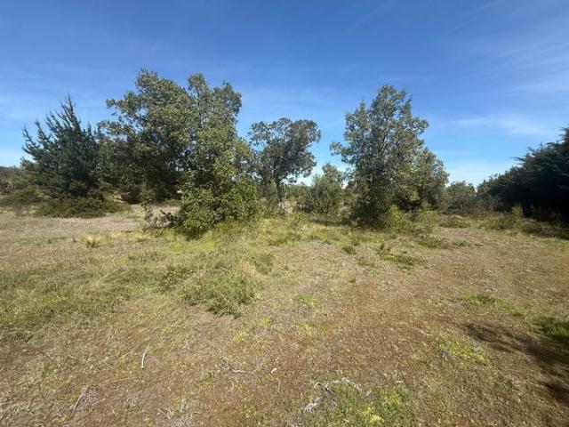 Constitución, Fundó el Dollimo