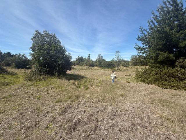 Constitución, Fundó el Dollimo