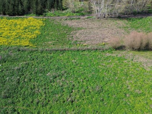 Constitución, Maromillas