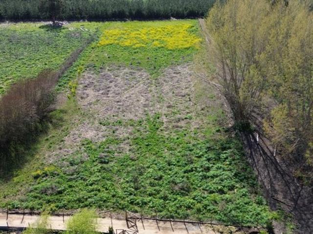 Constitución, Maromillas