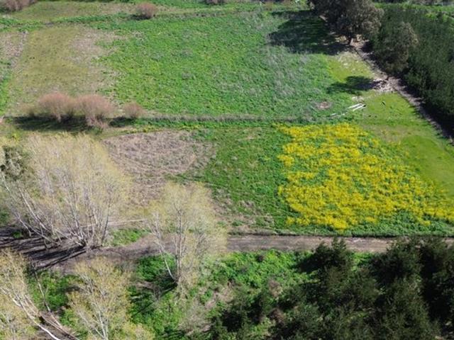 Constitución, Maromillas