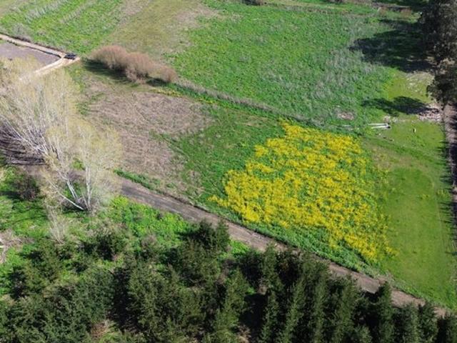 Constitución, Maromillas