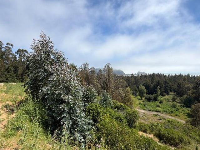 Constitución, Quivolgo