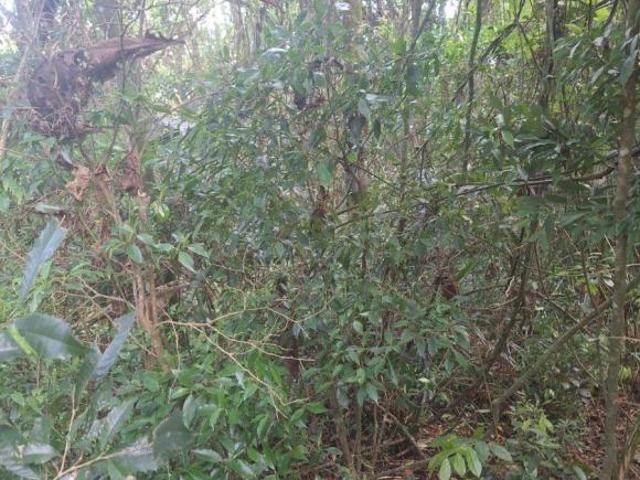 Terreno venda em Parque Suiça, Caieiras