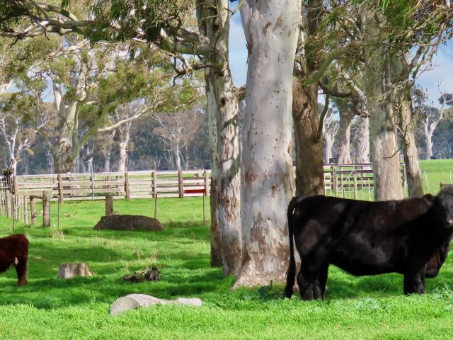 Property for sale in Comaum, South Australia