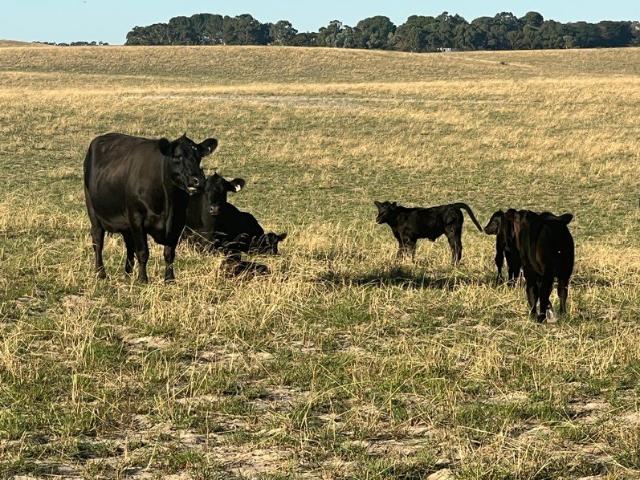 Acreage for sale in Tintinara, South Australia
