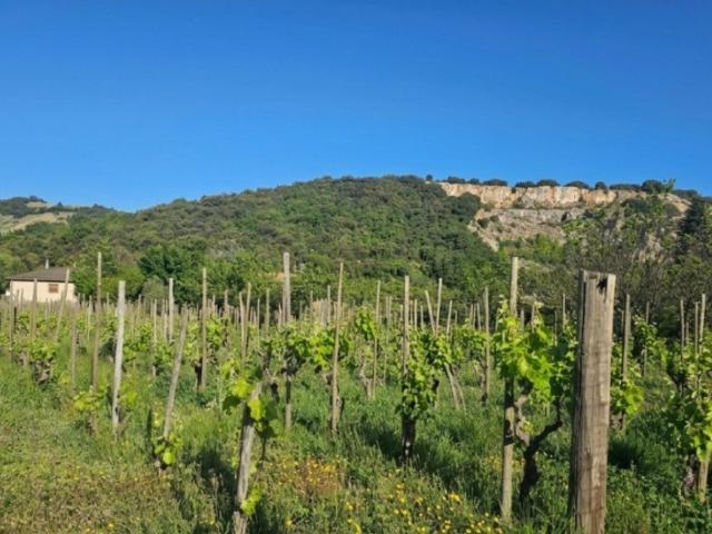 Terrain vente à Tournon-sur-Rhône, Cornas