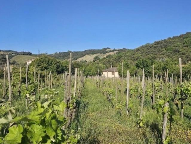 Terrain vente à Tournon-sur-Rhône, Cornas