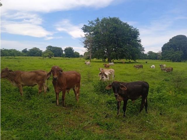 Cortijo de alto standing de 1000000 m2 en venta Santiago de Tolú, Colombia