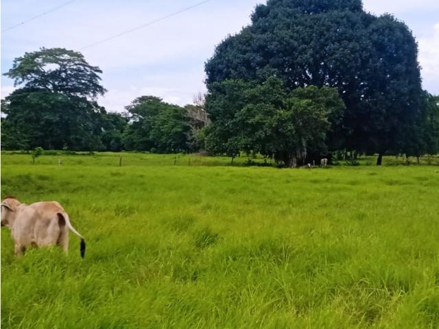 Cortijo de alto standing de 1000000 m2 en venta Santiago de Tolú, Colombia