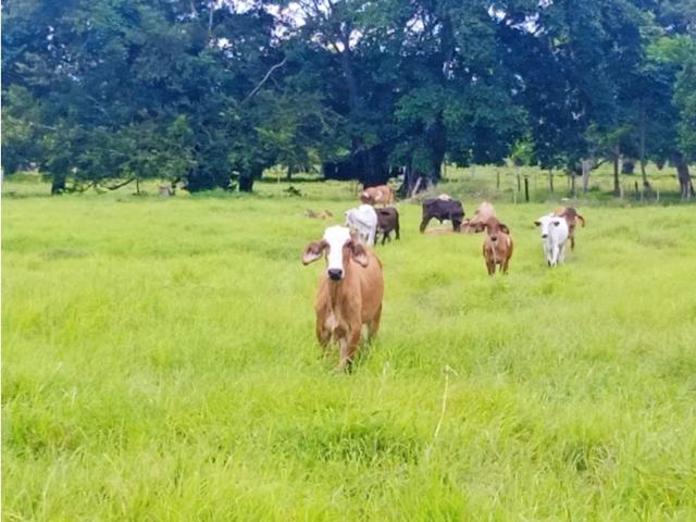 Cortijo de alto standing de 1000000 m2 en venta Santiago de Tolú, Colombia